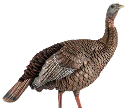 HDR Hen Turkey Decoy