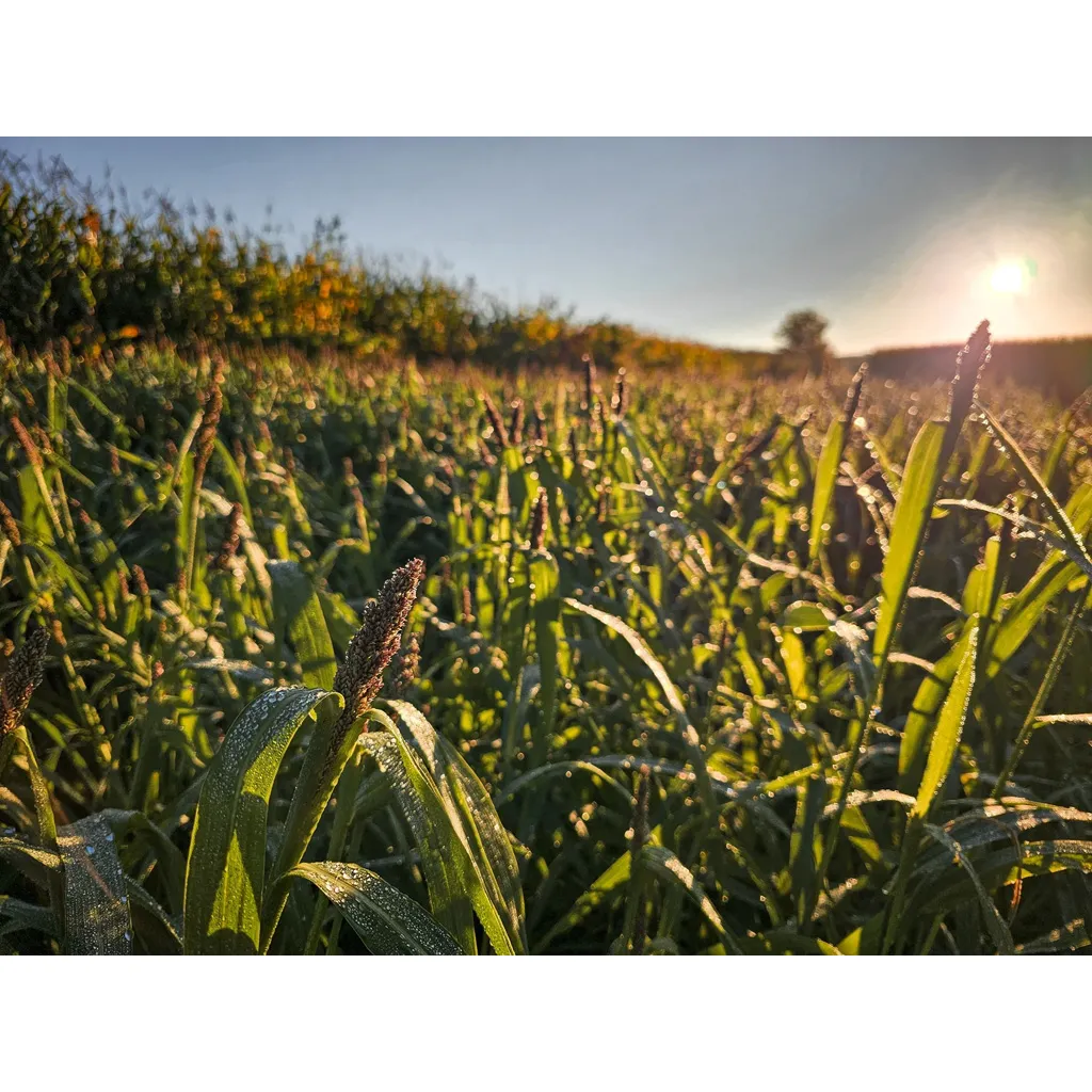 Domain Landing Strip Seed - 1/4 Acre